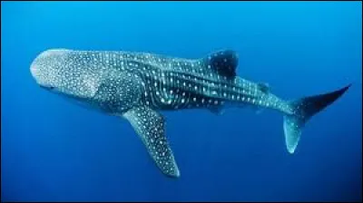 Combien pèse le requin baleine à l'âge adulte ?