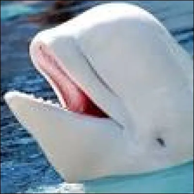 Quel est cet animal ?