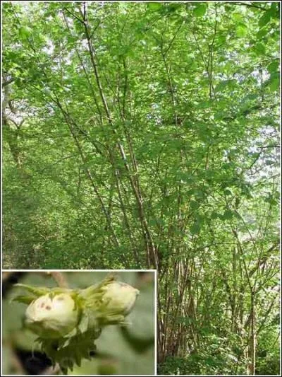 Si vous tes n(e) entre 22-31 mars ou 24 septembre - 3 octobre, votre signe est...