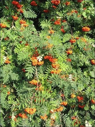 Si votre date de naissance est comprise entre 1-10 avril ou 4-13 octobre, vous tes protgs par ...