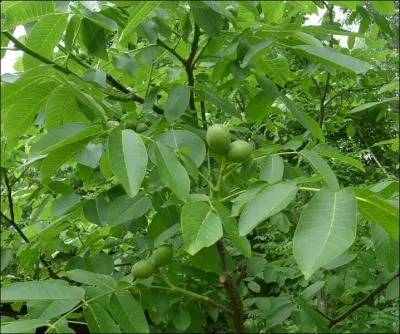 L'arbre protecteur des priodes 21-30 avril et 24 octobre-11 novembre est le...