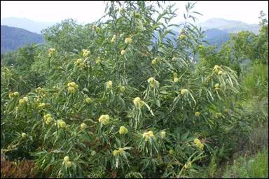 Les priodes 15-24 mai et 12-21 novembre sont sous les auspices du...