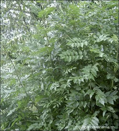 Les dates de naissance comprises entre 25 mai- 3 juin et 22 novembre- 1 dcembre sont sous le signe du...