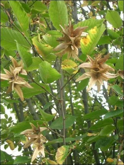 L'arbre qui protge les priodes 4-13 juin et 2-11 dcembre c'est le...