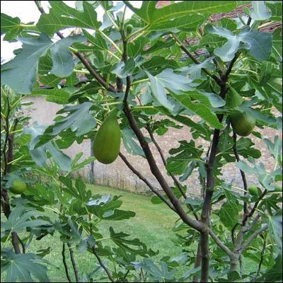 Si vous tes n(e) entre 14 - 23 juin ou entre 12 -21 dcembre, vous tes sous le signe du...