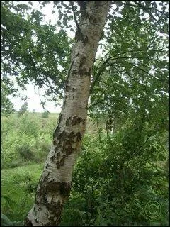 L'arbre qui protge les personnes nes le 24 juin est...
