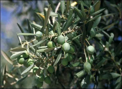 L'arbre qui protge les personnes nes le 23 septembre est...