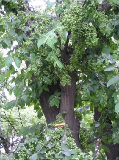 Pour les dates de naissance comprises entre 12-24 janvier et 15-25 juillet, votre arbre protecteur est ...