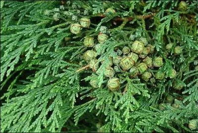 25 janvier-3 fvrier et 26 juillet-4 aot sont sous le signe du...