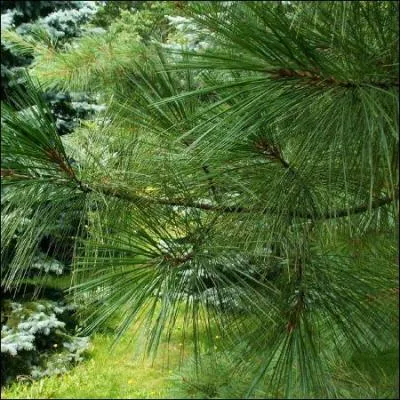 L'arbre qui gouverne les dates de naissance comprises entre 19-28 fvrier et 24 aot - 2 septembre c'est...