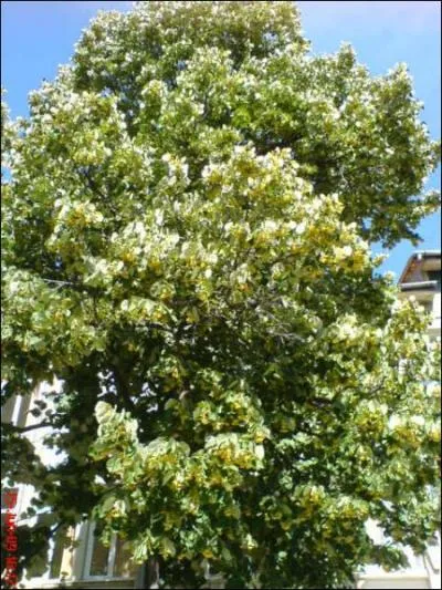 Les priodes 11-20 mars et 13-22 septembre sont protges par...