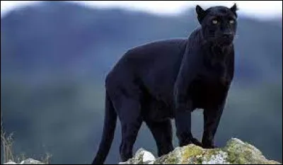 Quel animal n'est pas noir ?