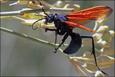 Comment s'appelle cet insecte ?