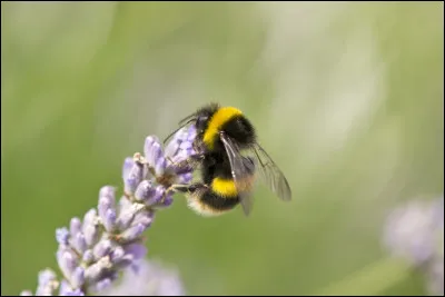 Quel est le nom scientifique du bourdon ?