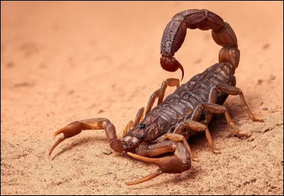 Le scorpion peut tuer combien de personnes par an ?