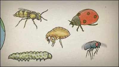 Quels insectes préfères-tu parmi ceux-ci ?
