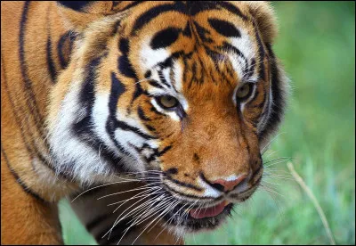 À quel groupe doit-on la chanson "Eye of the Tiger" ?