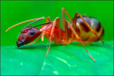 Combien de fois y a-t-il plus de fourmis que d'humains sur Terre ?