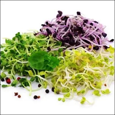 Comment appelle-t-on une graine cultiv&eacute;e hors sol pour ses taux &eacute;lev&eacute;s de vitamines et d�enzymes ?