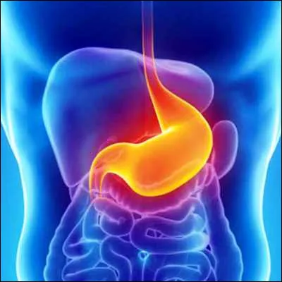 Quelle partie de l�estomac se trouve &agrave; sa sortie &agrave; la jonction avec les intestins ?