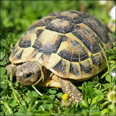 Quel enfant de bandes dessin&eacute;es poss&egrave;de une tortue appel&eacute;e Bureaucratie ?