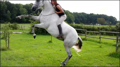 Quel est le type de chevaux que tu préfères ?