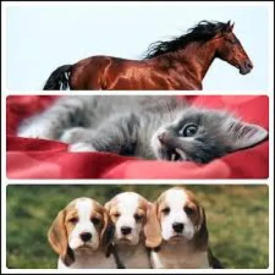 Le 1er avril 1965, un journal danois promulgue une loi absurde à propos d'animaux, laquelle ?