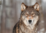 Quiz Le loup en culture gnrale