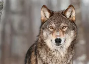 Quiz Le loup en culture gnrale