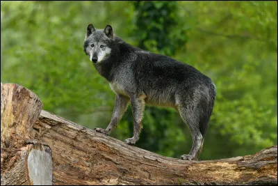 En quelle année Philippe Lafontaine nous fait-il découvrir « Cur de loup » ?