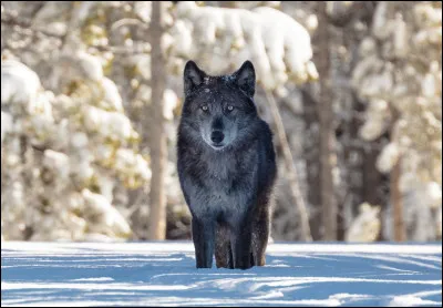 Le loup fait-il bien partie de la famille des canidés ?
