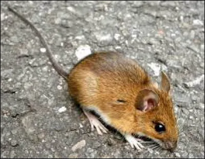 À quel origami correspond cet animal ?