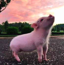 Quiz Animaux