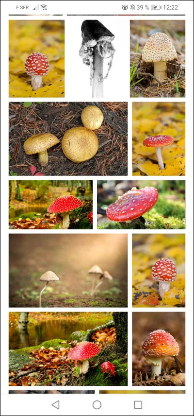 Les champignons ne sont pas :