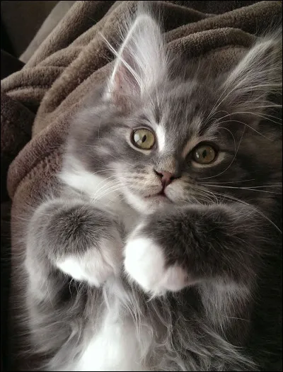 Mais quelle est cette chose adorable et majestueuse ?