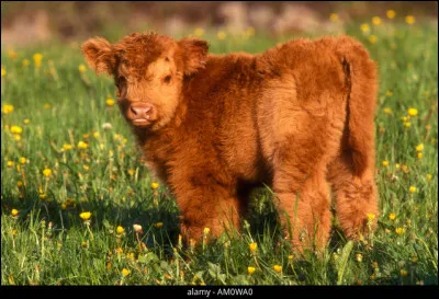 Oh, encore une mignonne petite bestiole dont le nom est cette fois-ci un _ _ _ _ _ (complétez)