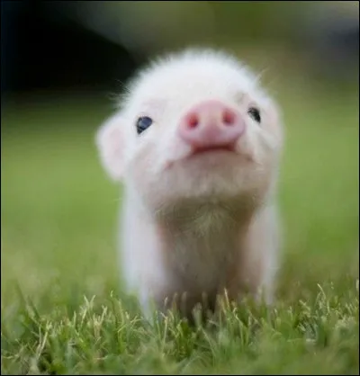 Allez, un dernier effort : cet animal est un _ _ _ _ _ (complétez)