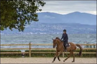 Quelle est la bonne posture à cheval ?