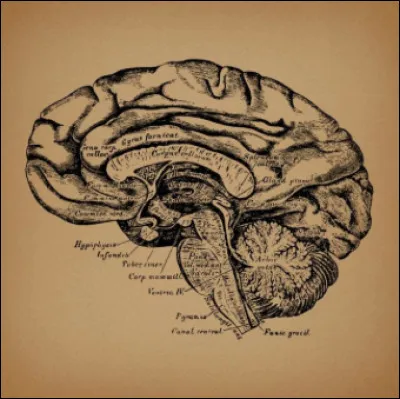 Quelle est ta personnalité ?