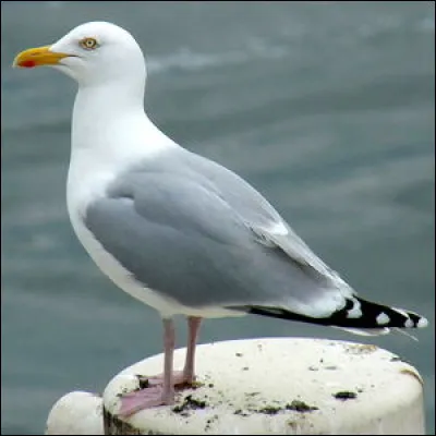 Quel nom porte cet oiseau ?