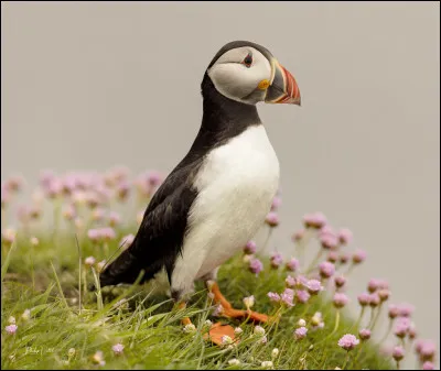 Et cet oiseau est...