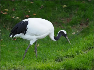 Comment s'appelle cet oiseau ?
