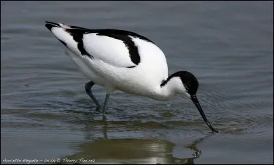 Quel est le petit nom de cet élégant oiseau ?