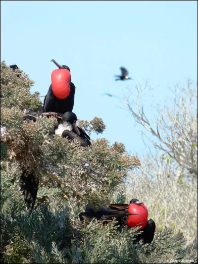 Comment s'appelle cet oiseau ?