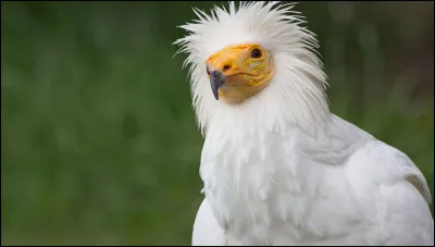 Quelle est sa race ?