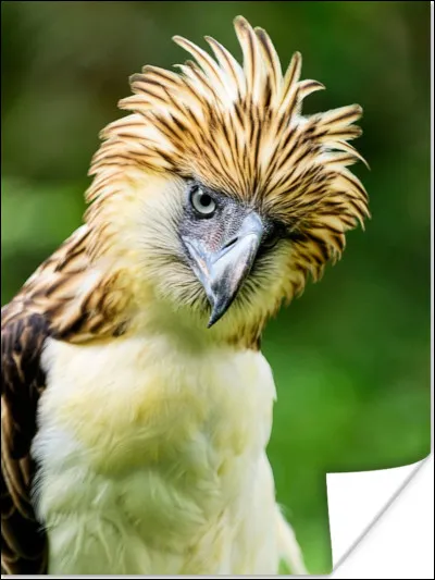 Quel est le nom de cet oiseau ?