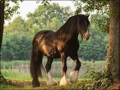 Aimes-tu les shires ?