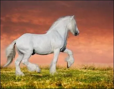 Pour info, le shire est une race de cheval, comme les chevaux sur les images des question n°6 et n°7.
Bon, es-tu bavard(e) ?