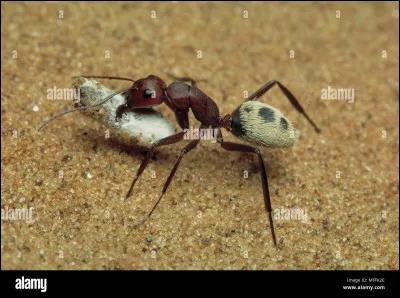 Comment qualifie-t-on les déchets des animaux ?