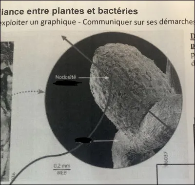 Où se situent les nodosités ?